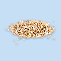 Sesame seed