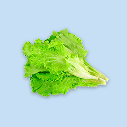 Lettuce leaf